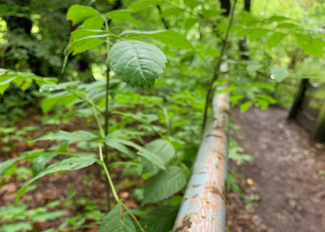 Natur Pur in Fischlaken