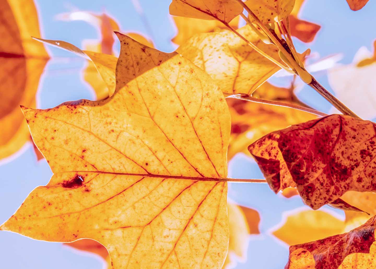 Herbstlaub in seiner typischen Farbpracht