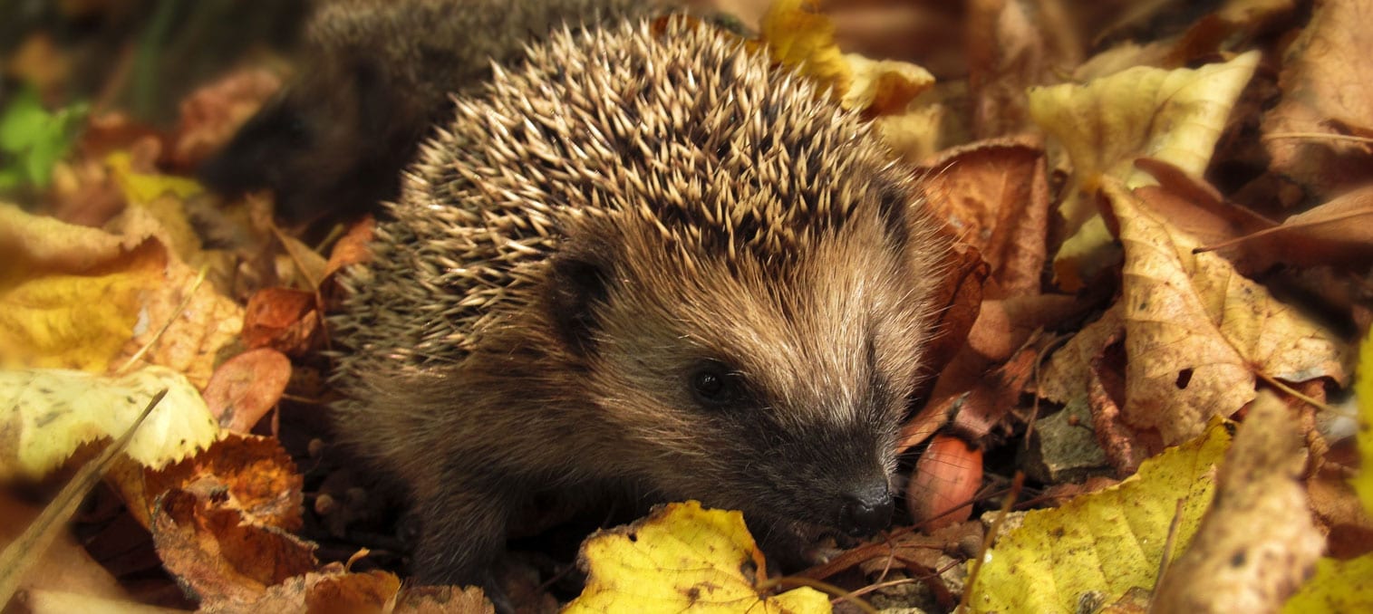 Igel im Herbstlaub