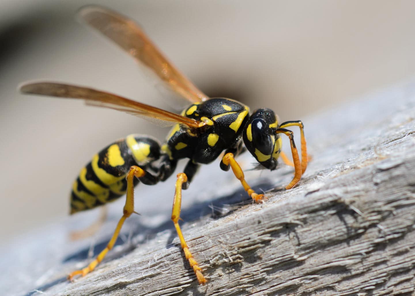 Eine Wespe auf einem Holzbalken